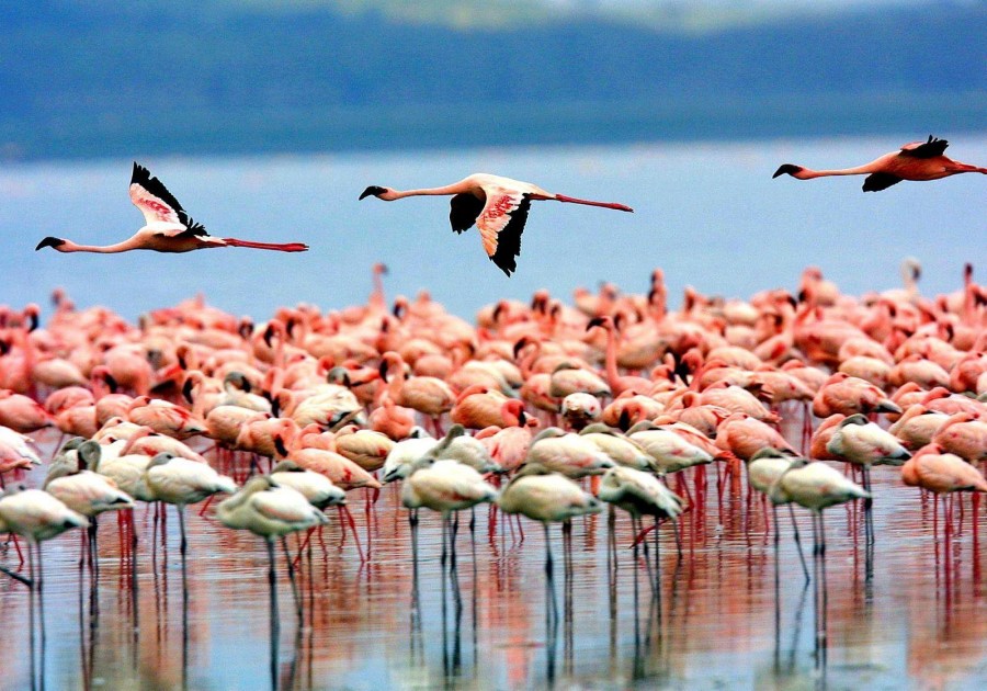 lake manyara