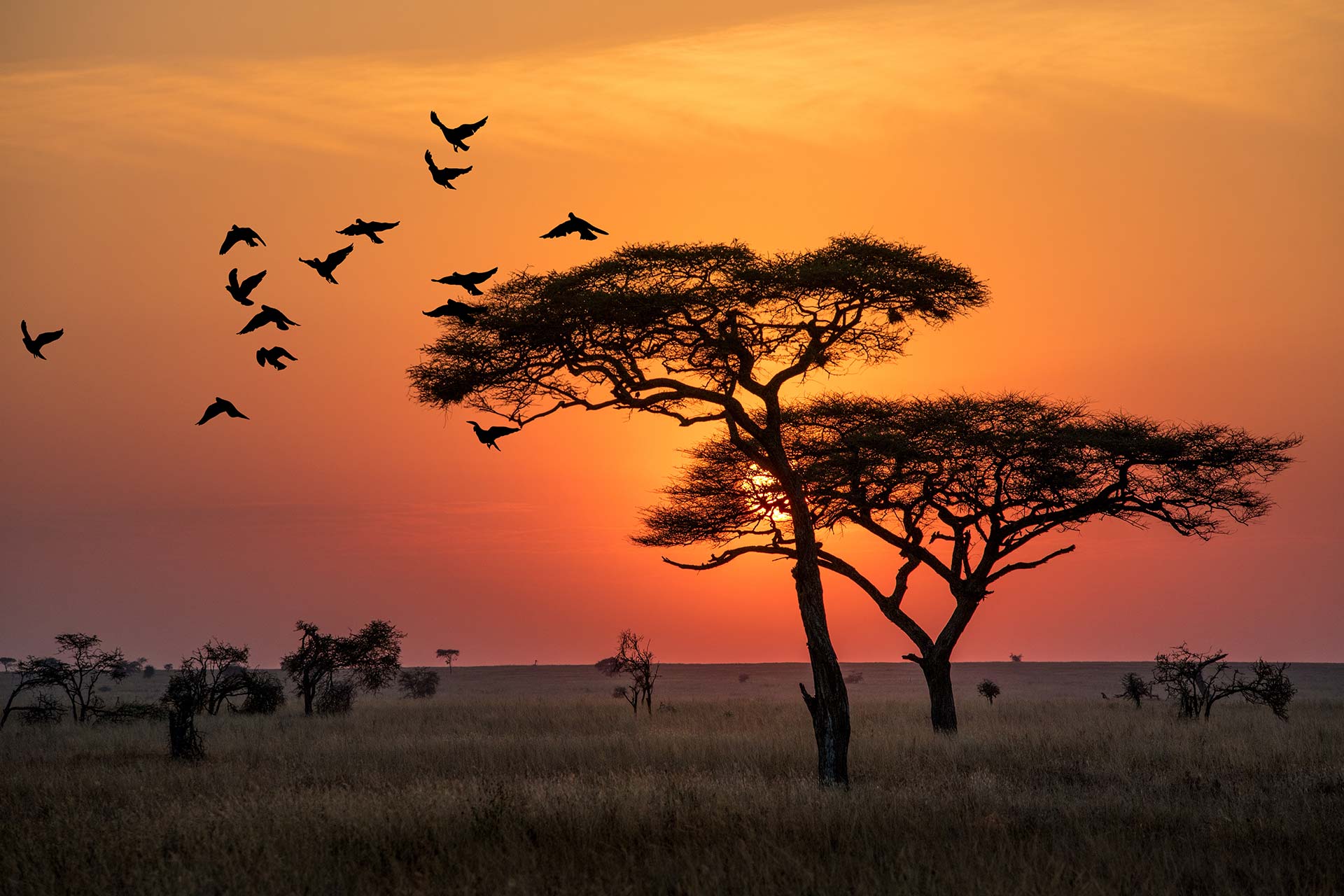 Tanzania Safari