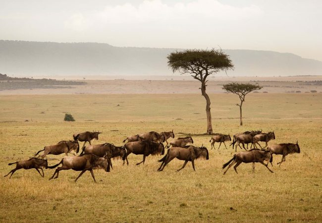 serengeti