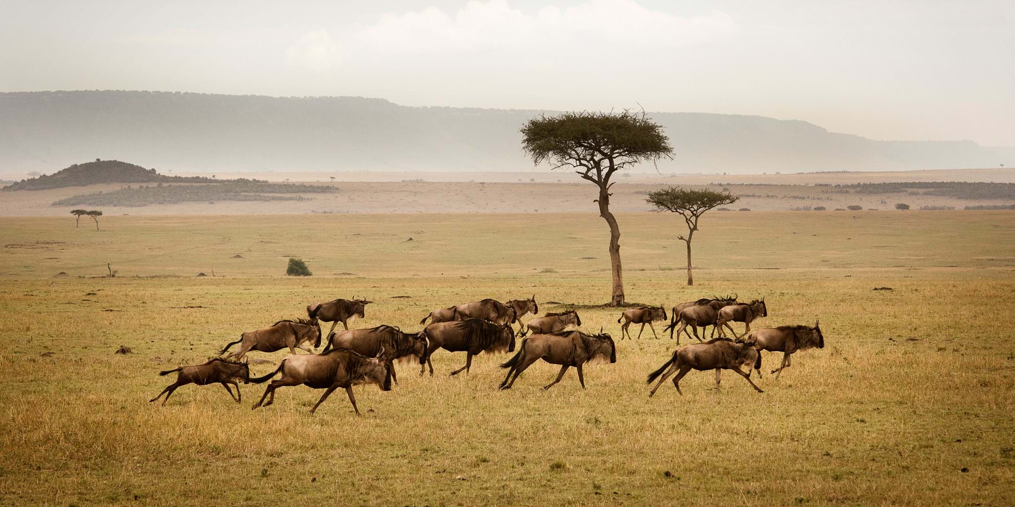 serengeti